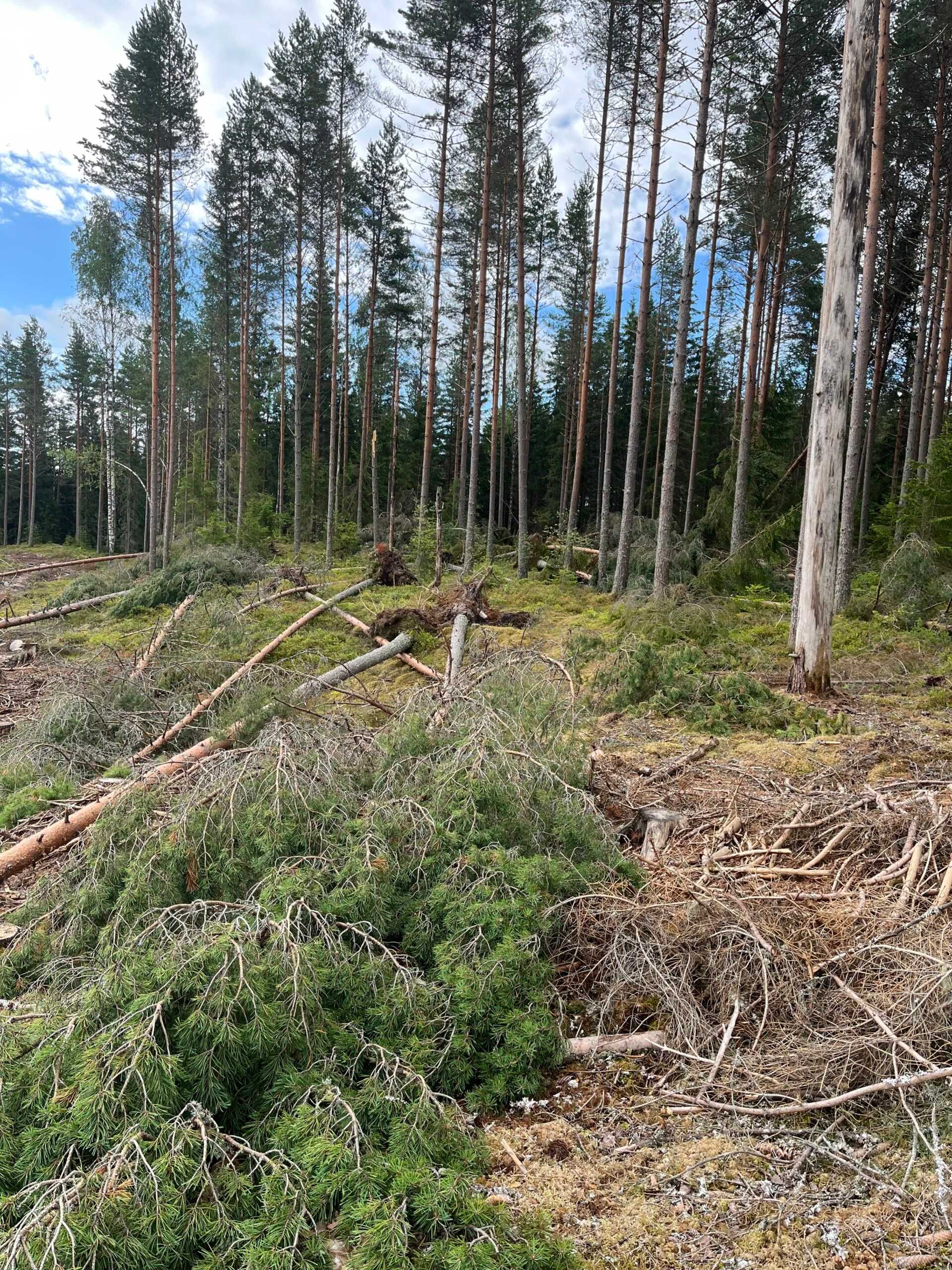 Vindfällor efter stormar