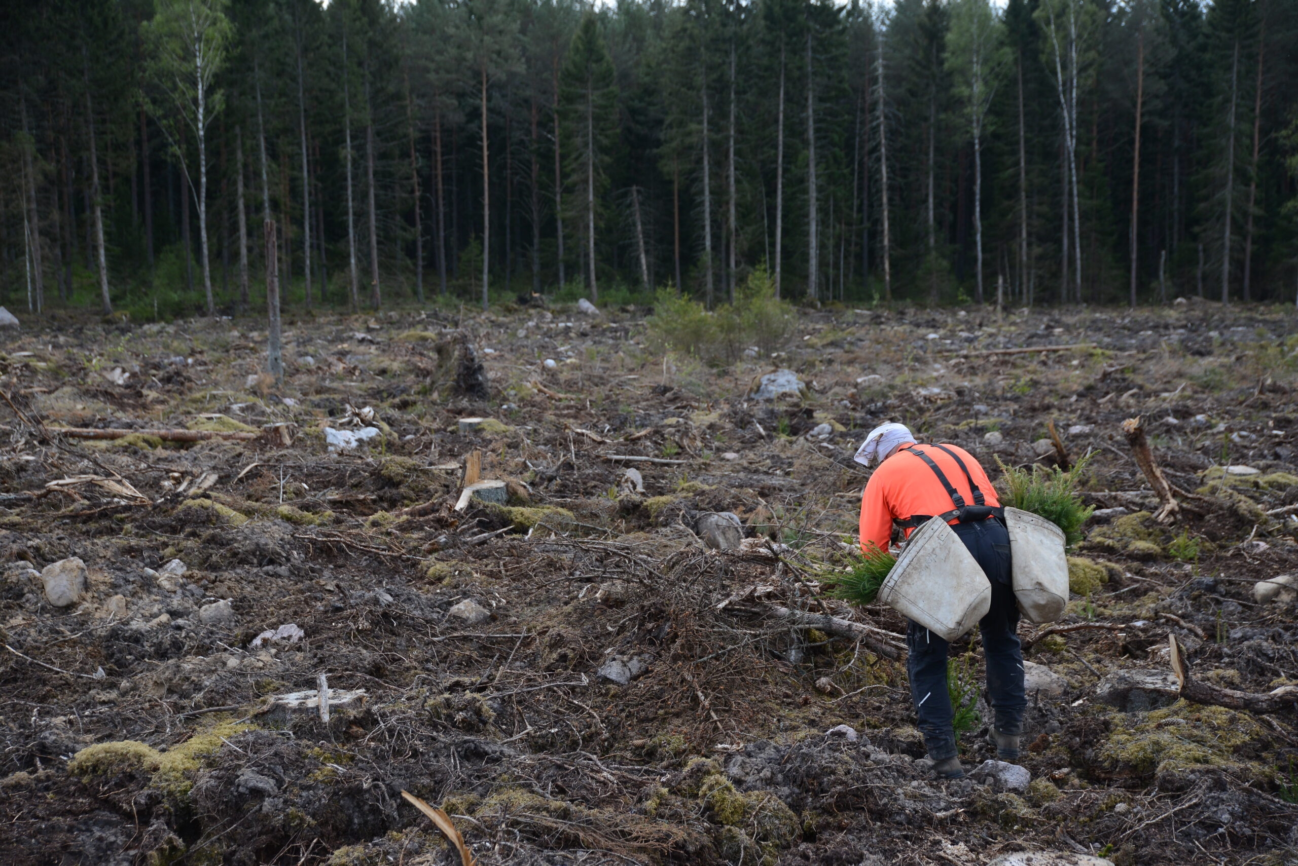 Plantering och plantor