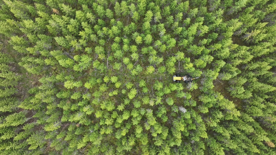 Fullskalig skogsservice